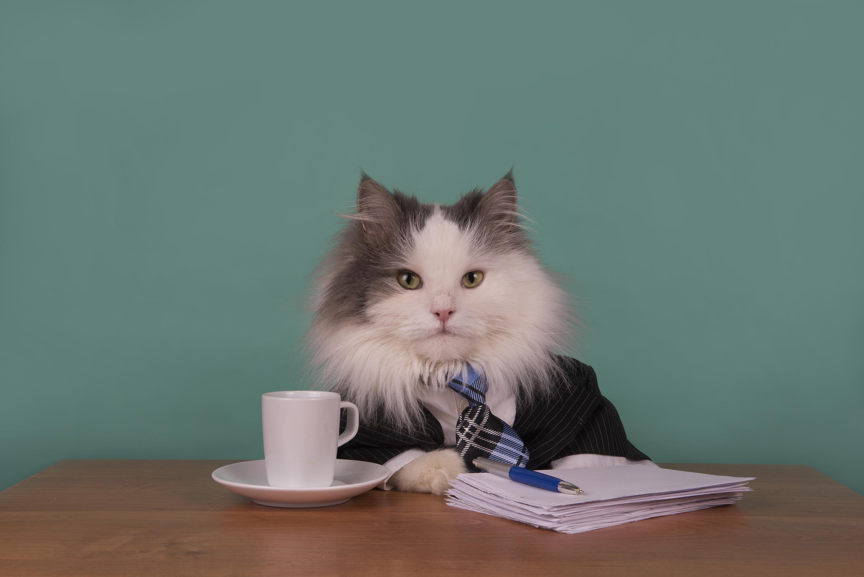 Purrrchase_web